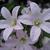 Campanula lactiflora 'Loddon Anna'