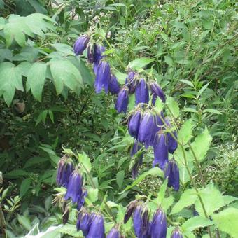 Campanula punctata 'Sarastro'