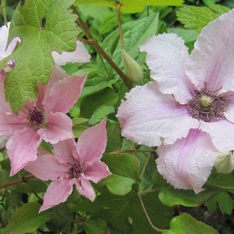 Clematis 'Hagley Hybrid'