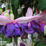 Fuchsia 'Mabejo' - Bellenplant