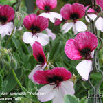 Pelargonium splendide 'Violarum' - Geranium