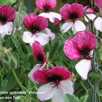 Pelargonium splendide 'Violarum'