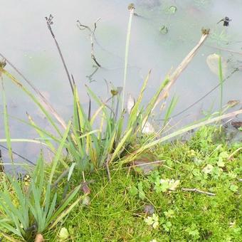 Sisyrinchium californicum