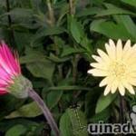 Gerbera garvinea 'Vivian' - Gerbera