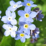 Myosotis alpestris - Vergeetmijnietje, vergeet-mij-nietje