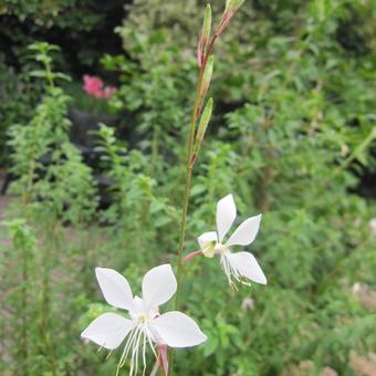 Gaura lindheimeri 'Whirling Butterflies'