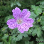 Geranium x cantabrigiense - Ooievaarsbek