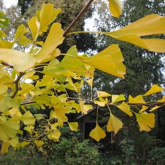 Ginkgo biloba