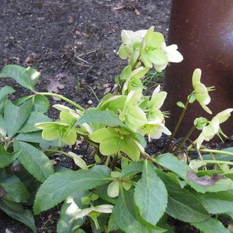 Helleborus argutifolius