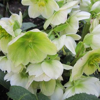 Helleborus niger