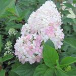 Hydrangea paniculata 'Vanille Fraise' - Hortensia