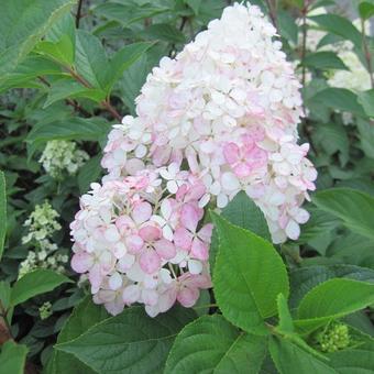 Hydrangea paniculata 'Vanille Fraise'