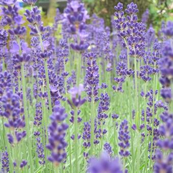 Lavandula angustifolia 'Hidcote'