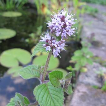 Mentha aquatica