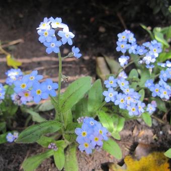 Myosotis palustris