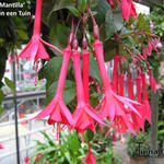 Fuchsia 'Mantilla' - Bellenplant