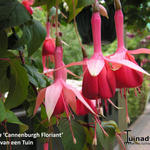 Fuchsia 'Cannenburgh Floriant' - Bellenplant