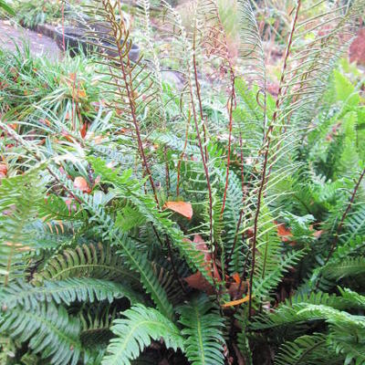 dubbelloof varen - Blechnum spicant