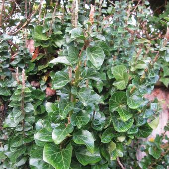 Hedera helix 'Erecta'