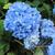 Hydrangea macrophylla