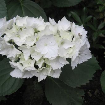 Hydrangea macrophylla