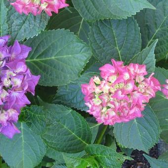 Hydrangea macrophylla