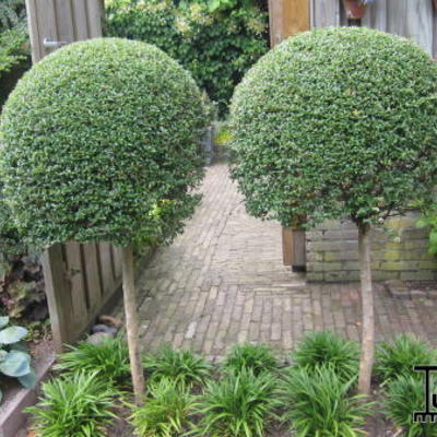 Ligustrum delavayanum  - Liguster