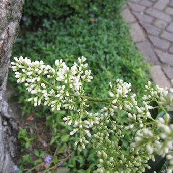 Ligustrum ovalifolium