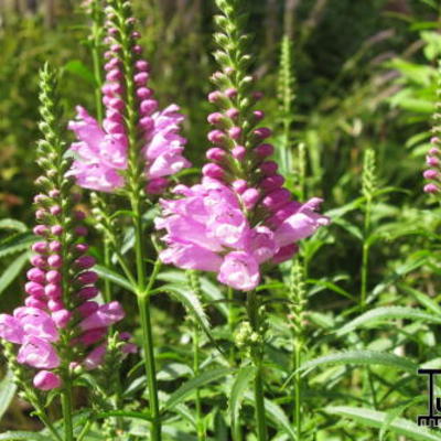 Scharnierbloem - Physostegia virginiana