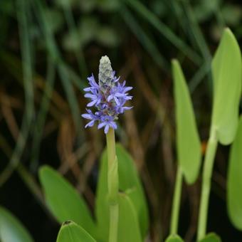 Pontederia cordata