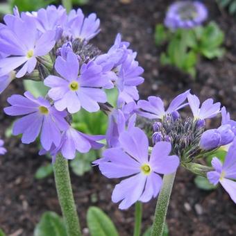 Primula denticulata