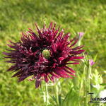 Papaver somniferum 'Black Swan' - Slaapbol,  Klaproos