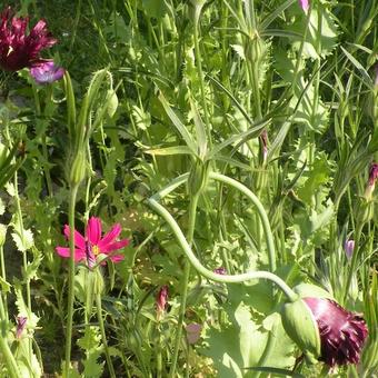 Papaver somniferum 'Black Swan'