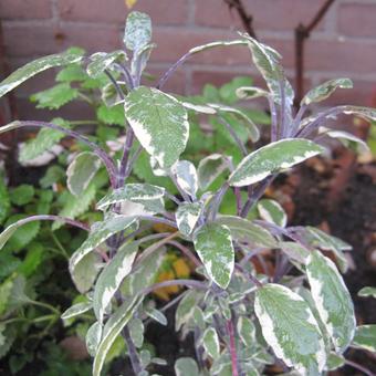 Salvia officinalis 'Tricolor'