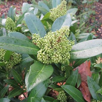 Skimmia japonica 'Fragrant Cloud'