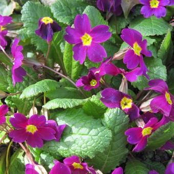 Primula 'Wanda'