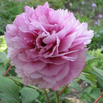 Paeonia suffruticosa 'Zhao Fen'