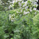 Origanum vulgare subsp. hirtum - Griekse wilde marjolein, Griekse oregano