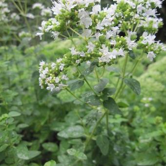 Origanum vulgare subsp. hirtum