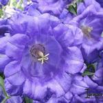 Campanula Medium Var. Calycanthema - Marrietteklokje