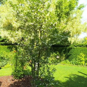 Styrax obassia