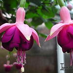 Fuchsia 'Constance' - Bellenplant