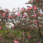 Rosa glauca - Roos, Bergroos