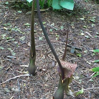 Amorphophallus kiusianus