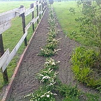 Spiraea nipponica 'Snowmound'