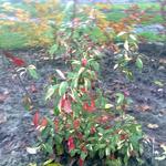 Photinia davidiana 'Palette' - Glansmispel