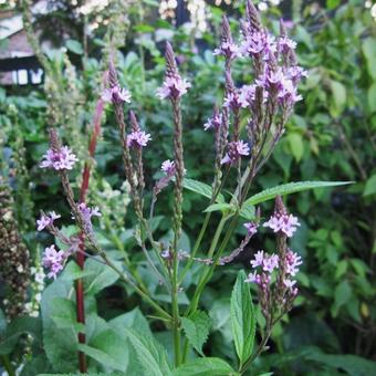 Verbena hastata 'Blue Spires'