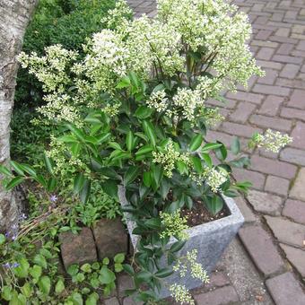 Ligustrum japonicum 'Texanum'