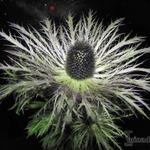 Eryngium alpinum - Alpendistel