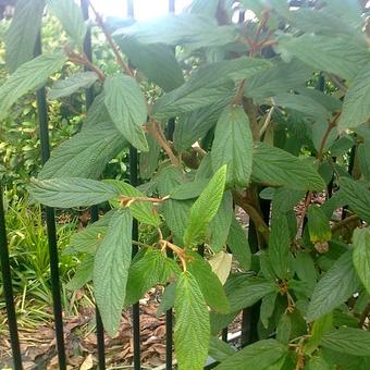 Viburnum rhytidophyllum